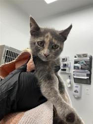 Shelter Stray Female Cat last seen Near BLOCK W GARLAND AVE, FRESNO CA 93705 2311, Fresno, CA 93727