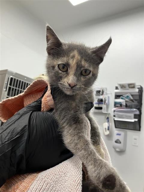Shelter Stray Female Cat last seen Near BLOCK W GARLAND AVE, FRESNO CA 93705 2311, Fresno, CA 93727