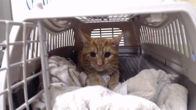 Shelter Stray Male Cat last seen Near BLOCK S YATES ST, DENVER CO 80219, Denver, CO 80223