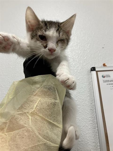 Shelter Stray Male Cat last seen Near BLOCK N CARICA AVE, FRESNO CA 93722 3331, Fresno, CA 93727