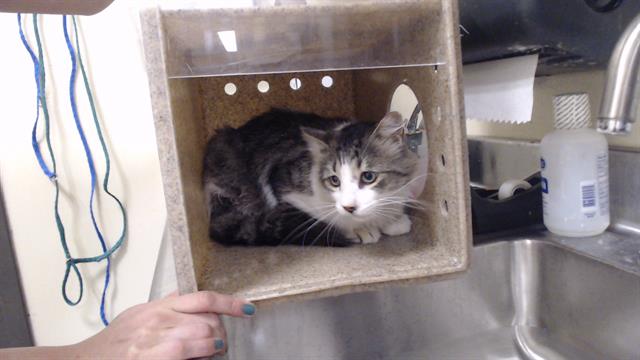 Shelter Stray Male Cat last seen Near BLOCK N ADAMS ST, DENVER CO 80216, Denver, CO 80223
