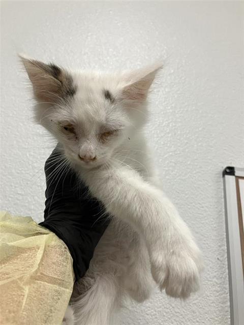 Shelter Stray Male Cat last seen Near BLOCK N CARICA AVE, FRESNO CA 93722 3331, Fresno, CA 93727