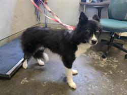 Shelter Stray Female Dog last seen , Camarillo, CA 93010