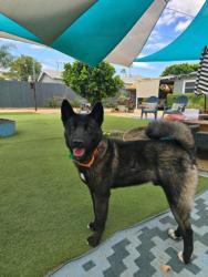 Shelter Stray Male Dog last seen , Los Angeles, CA 91405