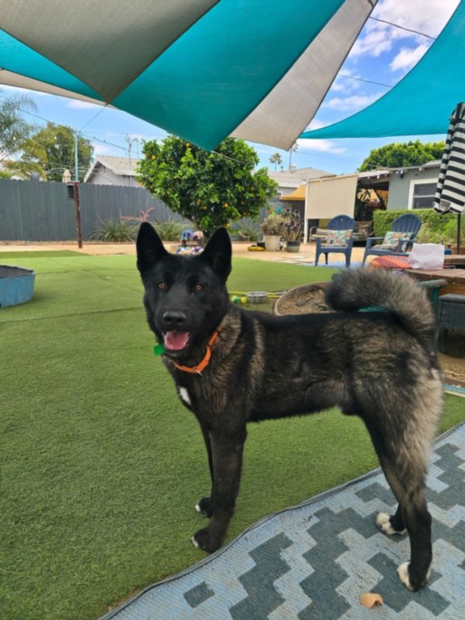 Shelter Stray Male Dog last seen , Los Angeles, CA 91405