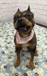 Shelter Stray Female Dog last seen Near BLOCK CARRIE ST, DETROIT, MI 48234, Detroit, MI 48211