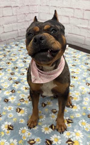 Shelter Stray Female Dog last seen Near BLOCK CARRIE ST, DETROIT, MI 48234, Detroit, MI 48211