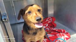 Shelter Stray Male Dog last seen Near BLOCK ARCHDALE ST, DETROIT, MI 48235, Detroit, MI 48211
