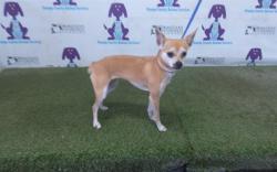 Shelter Stray Male Dog last seen , Orlando, FL 32839