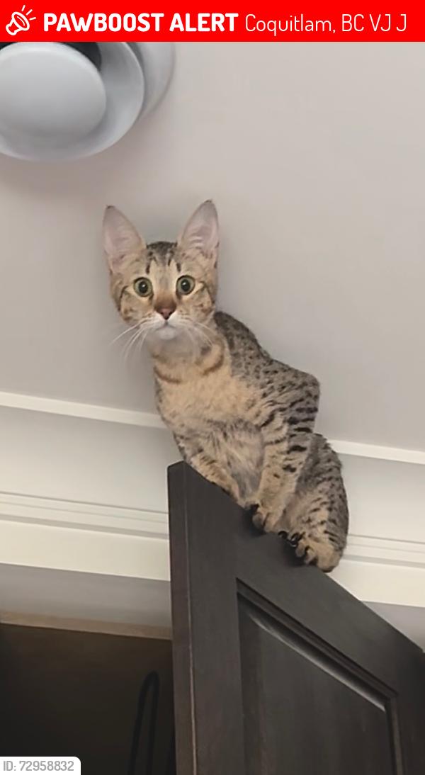 Lost Female Cat last seen banting middle school , Coquitlam, BC V3J 4J4