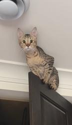 Lost Female Cat last seen banting middle school , Coquitlam, BC V3J 4J4