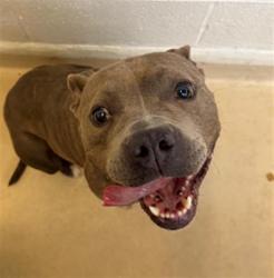 Shelter Stray Female Dog last seen Near BLOCK EASTOVER RD, Columbia, SC 29209