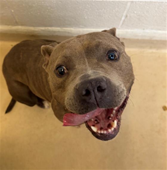 Shelter Stray Female Dog last seen Near BLOCK EASTOVER RD, Columbia, SC 29209