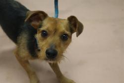 Shelter Stray Male Dog last seen Near BLOCK ROBERTS BRANCH PKWY, Columbia, SC 29209