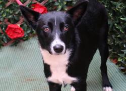 Shelter Stray Female Dog last seen CHARLOTTE, Charlotte, NC 28217