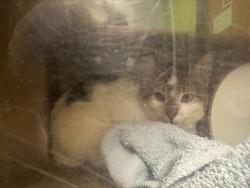 Shelter Stray Female Cat last seen Near BLOCK S 314TH CT, AUBURN WA 98001, Kent, WA 98032