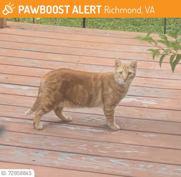 Found/Stray Unknown Cat last seen Near Willow Lawn, Richmond, VA 23226