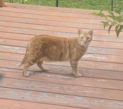 Found/Stray Unknown Cat last seen Near Willow Lawn, Richmond, VA 23226