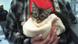 Shelter Stray Female Cat last seen CHARLOTTE, Charlotte, NC 28217