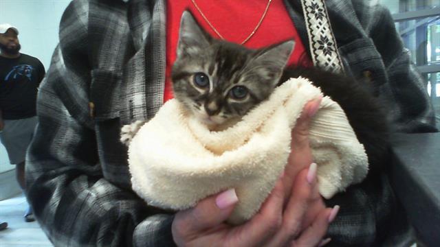 Shelter Stray Female Cat last seen CHARLOTTE, Charlotte, NC 28217