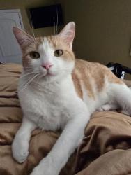 Lost Male Cat last seen Stonebrook Dr , Cibolo, TX 78108