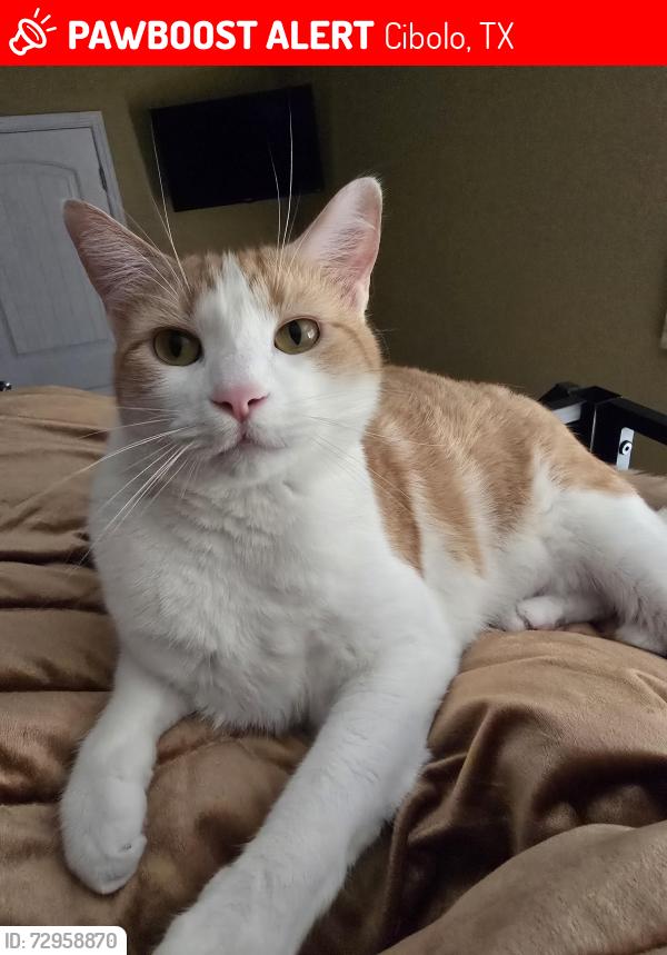 Lost Male Cat last seen Stonebrook Dr , Cibolo, TX 78108