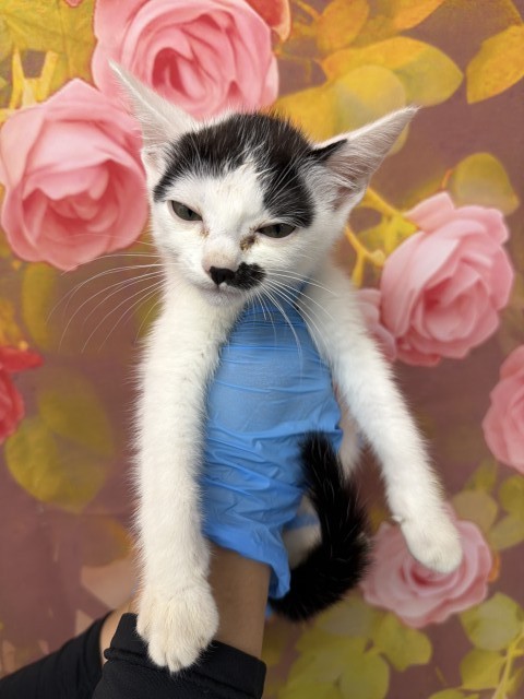 Shelter Stray Male Cat last seen SHELTER, San Bernardino, CA 92401
