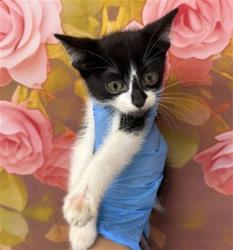 Shelter Stray Male Cat last seen SHELTER, San Bernardino, CA 92401