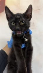 Shelter Stray Male Cat last seen WATERMAN AND 2ND ST, San Bernardino, CA 92401