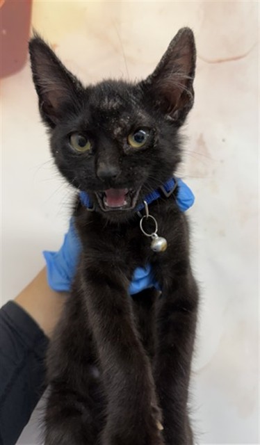 Shelter Stray Male Cat last seen WATERMAN AND 2ND ST, San Bernardino, CA 92401