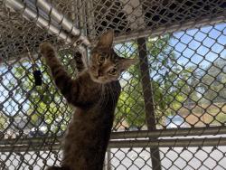 Shelter Stray Unknown Cat last seen BILLY MITCHELL & WALEGRA, Auburn, CA 95603