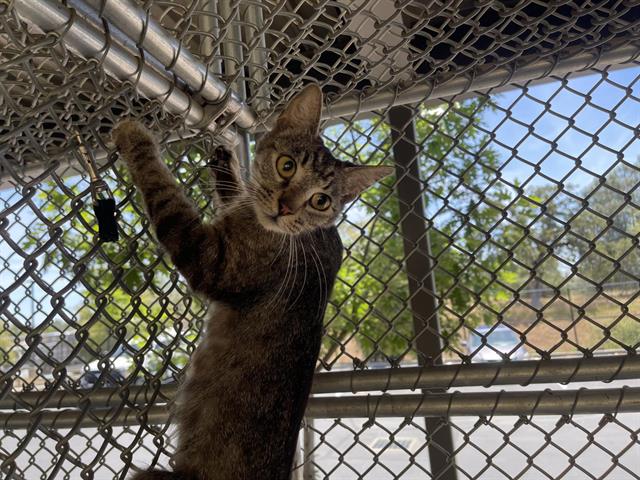 Shelter Stray Unknown Cat last seen BILLY MITCHELL & WALEGRA, Auburn, CA 95603