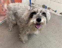 Shelter Stray Female Dog last seen Near BLOCK E DATE, San Bernardino, CA 92401