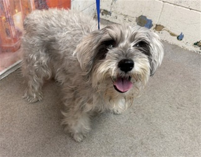 Shelter Stray Female Dog last seen Near BLOCK E DATE, San Bernardino, CA 92401