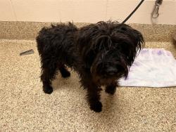 Shelter Stray Female Dog last seen Near BLOCK CENTENNIAL BLVD, COLORADO SPRINGS CO 80919, Colorado Springs, CO 80905