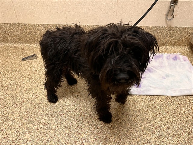Shelter Stray Female Dog last seen Near BLOCK CENTENNIAL BLVD, COLORADO SPRINGS CO 80919, Colorado Springs, CO 80905