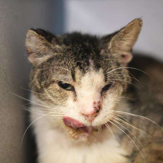 Shelter Stray Male Cat last seen Near BLOCK S PRESA ST, San Antonio, TX 78227