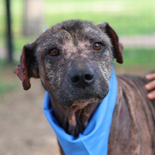 Shelter Stray Male Dog last seen SANTA RITA, San Antonio, TX 78227
