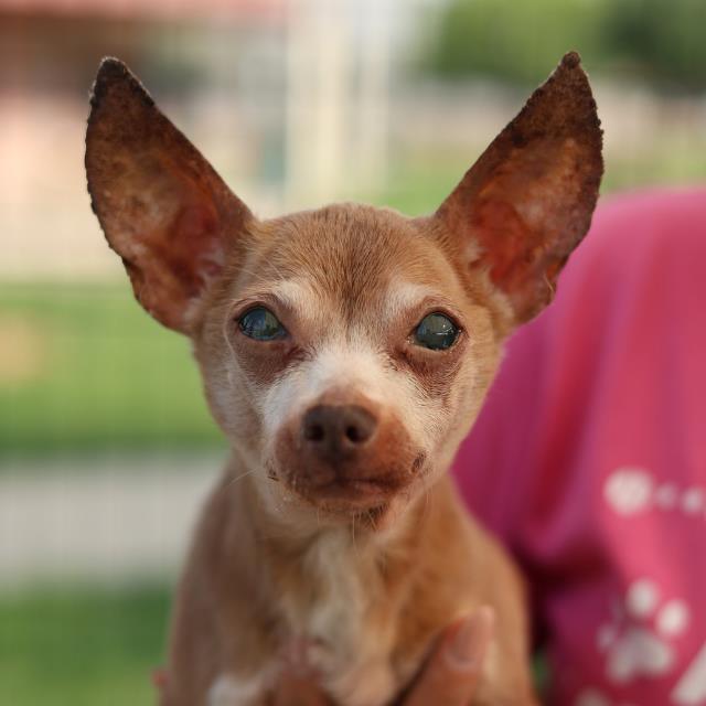 Shelter Stray Female Dog last seen Near BLOCK MARBACH, San Antonio, TX 78227