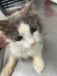 Shelter Stray Female Cat last seen , Shelby, NC 28150