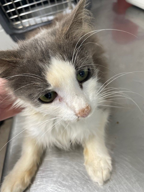 Shelter Stray Female Cat last seen , Shelby, NC 28150