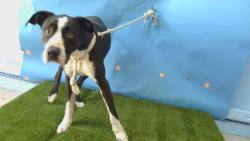 Shelter Stray Female Dog last seen , Gardena, CA 90248