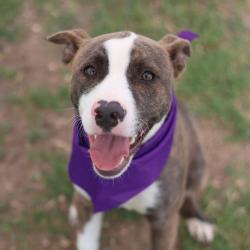 Shelter Stray Male Dog last seen Near BLOCK VISTA PT, San Antonio, TX 78227