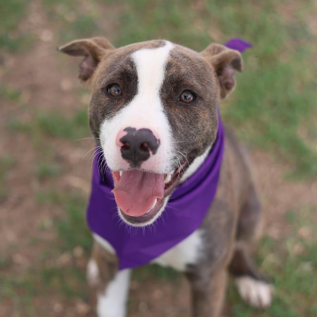 Shelter Stray Male Dog last seen Near BLOCK VISTA PT, San Antonio, TX 78227