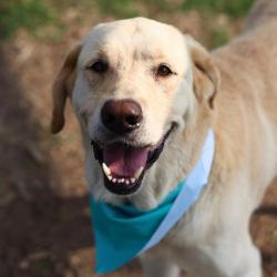 Shelter Stray Male Dog last seen W CESAR E CHAVEZ BLV, San Antonio, TX 78227
