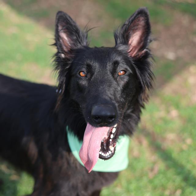 Shelter Stray Female Dog last seen Near BLOCK MC KINLEY AVE, San Antonio, TX 78227