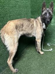 Shelter Stray Male Dog last seen , Quartz Hill, CA 93536