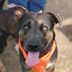 Shelter Stray Male Dog last seen Near BLOCK MC KINLEY AVE, San Antonio, TX 78227