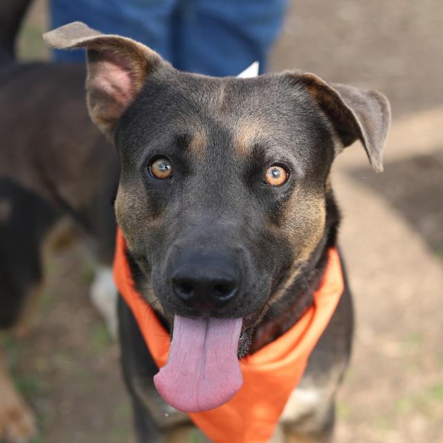 Shelter Stray Male Dog last seen Near BLOCK MC KINLEY AVE, San Antonio, TX 78227