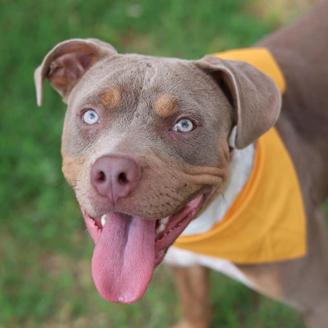 Shelter Stray Female Dog last seen Near BLOCK HIDALGO, San Antonio, TX 78227